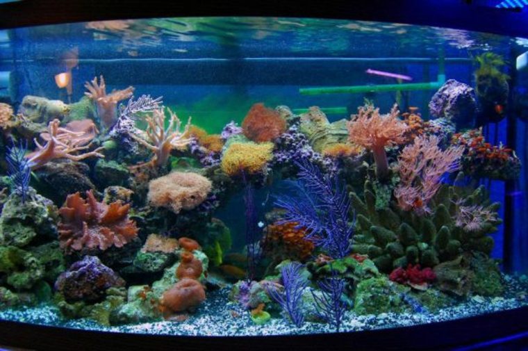 décor aquarium corail plante pierre idées 