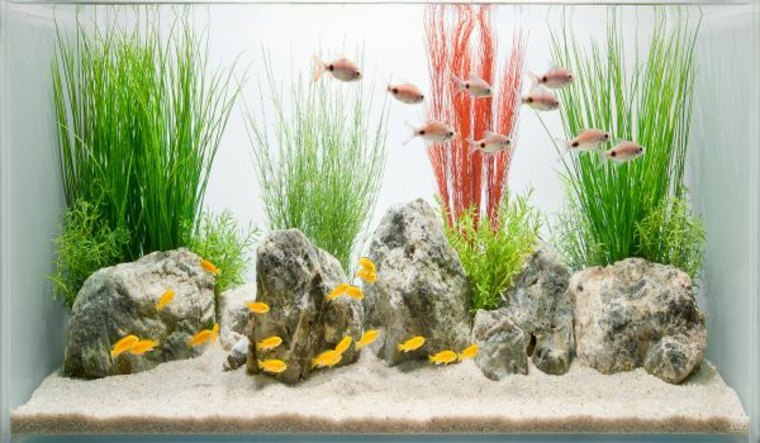 déco aquarium pierre accessoires plantes 