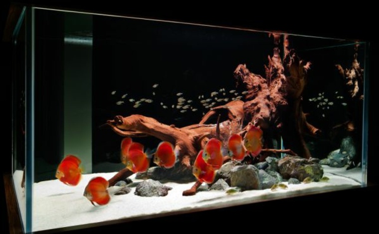 déco aquarium racine pierre fond d'aquarium plante poissons 