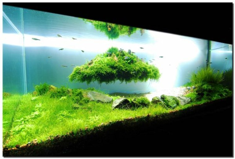 décoration pour aquarium plante mousse fond 