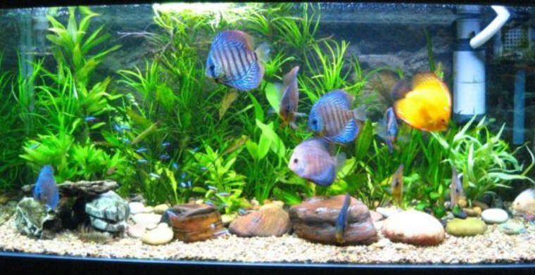 décor aquarium plante pierre fond d'aquarium racine poissons
