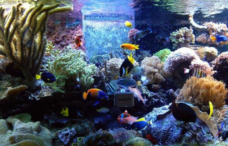 poisson aquarium idée pierre corail végétaux racine