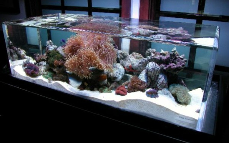 décoration pour aquarium corail pierre fond d'aquarium déco