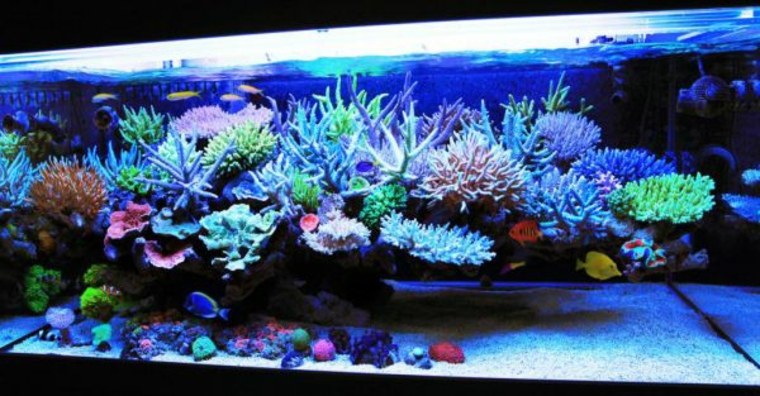 déco aquarium plante coraux éclairage fond d'aquarium pierre 