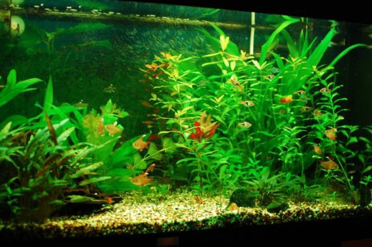 déco aquarium plante verte poissons idée fond pierres 