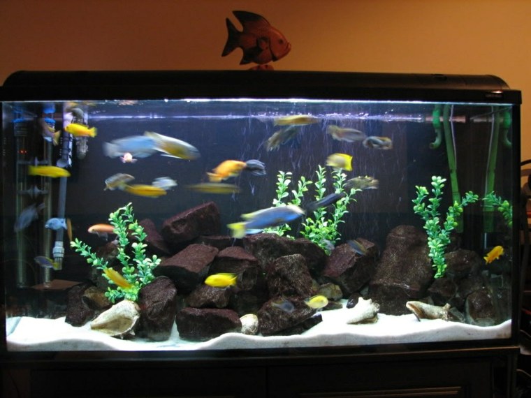 déco aquarium pierre poisson idée plante