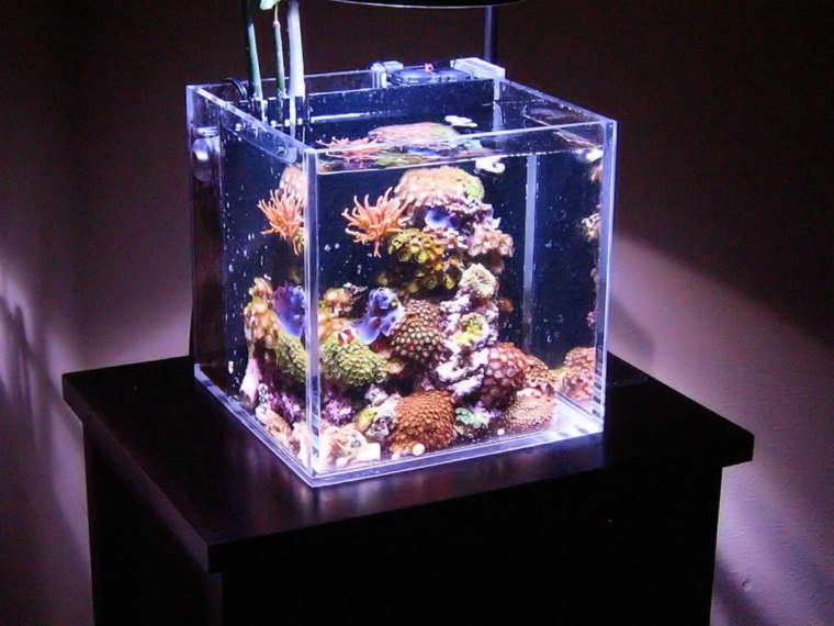 aquarium cube idée déco coraux plante figurines 