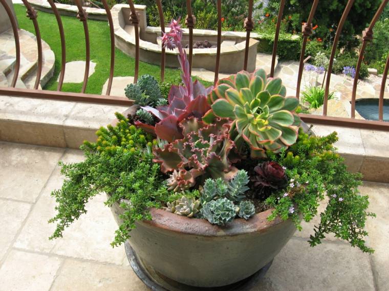 plantes succulentes pot de fleurs terrasse