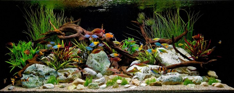 déco pierre aquarium racine bois plante idée fond 