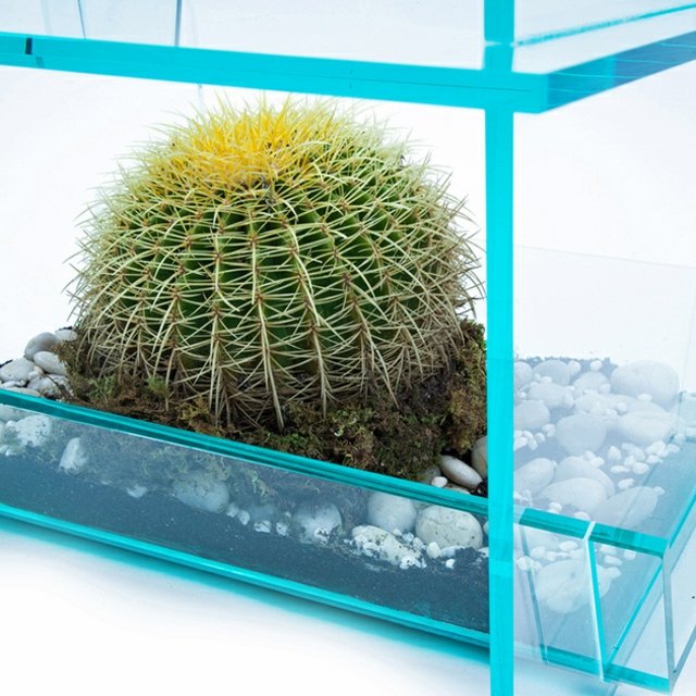 chaise transparente cactus design contemporain moderne vedat ulgen