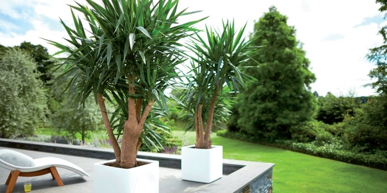 terrasse moderne plante extérieur en pot design