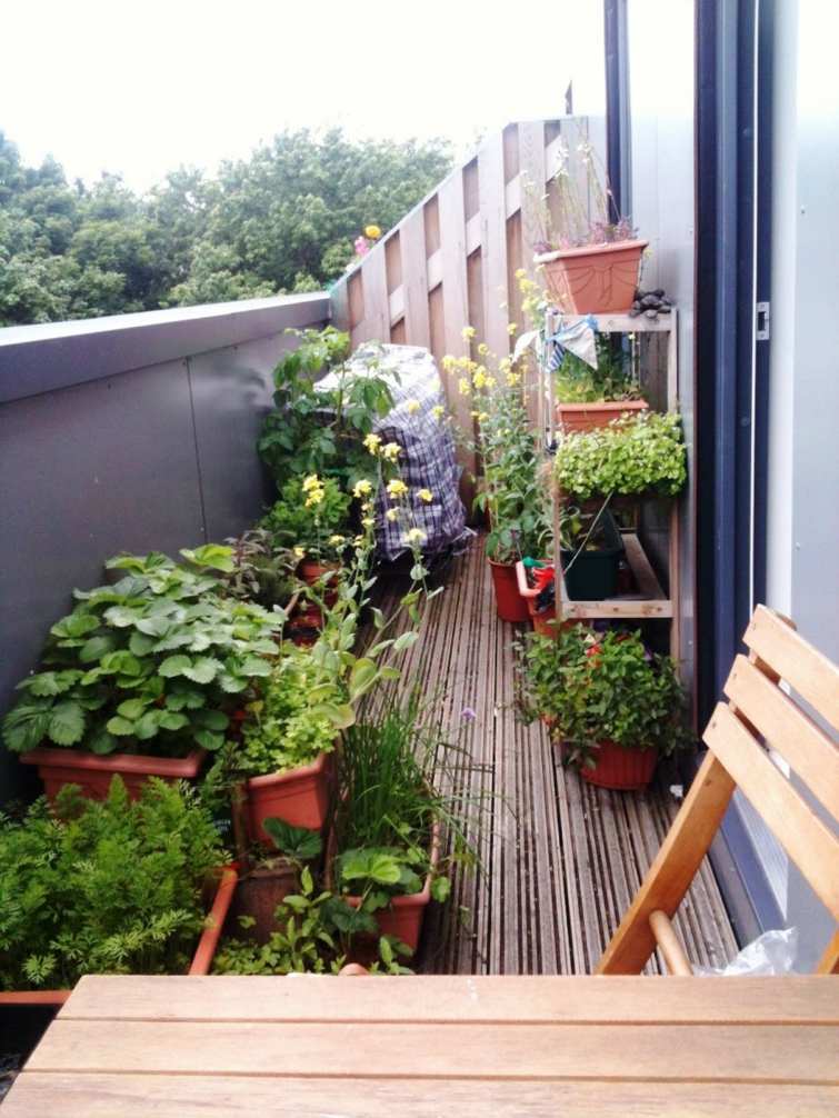 petit balcon plantes vertes