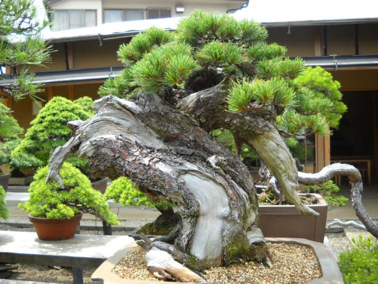 photo jardin design exterieur japonais
