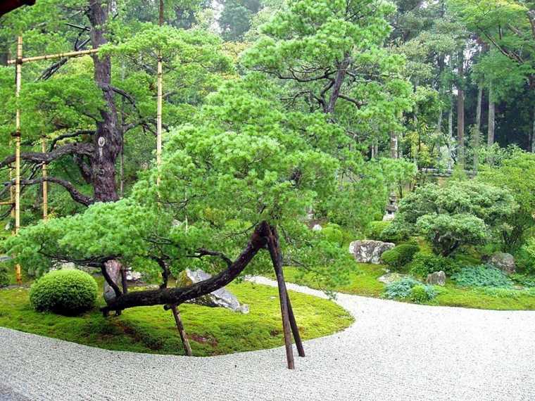 plante exterieur jardin japonais
