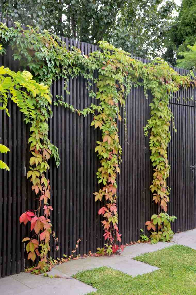 clôtures jardin plantes vertes