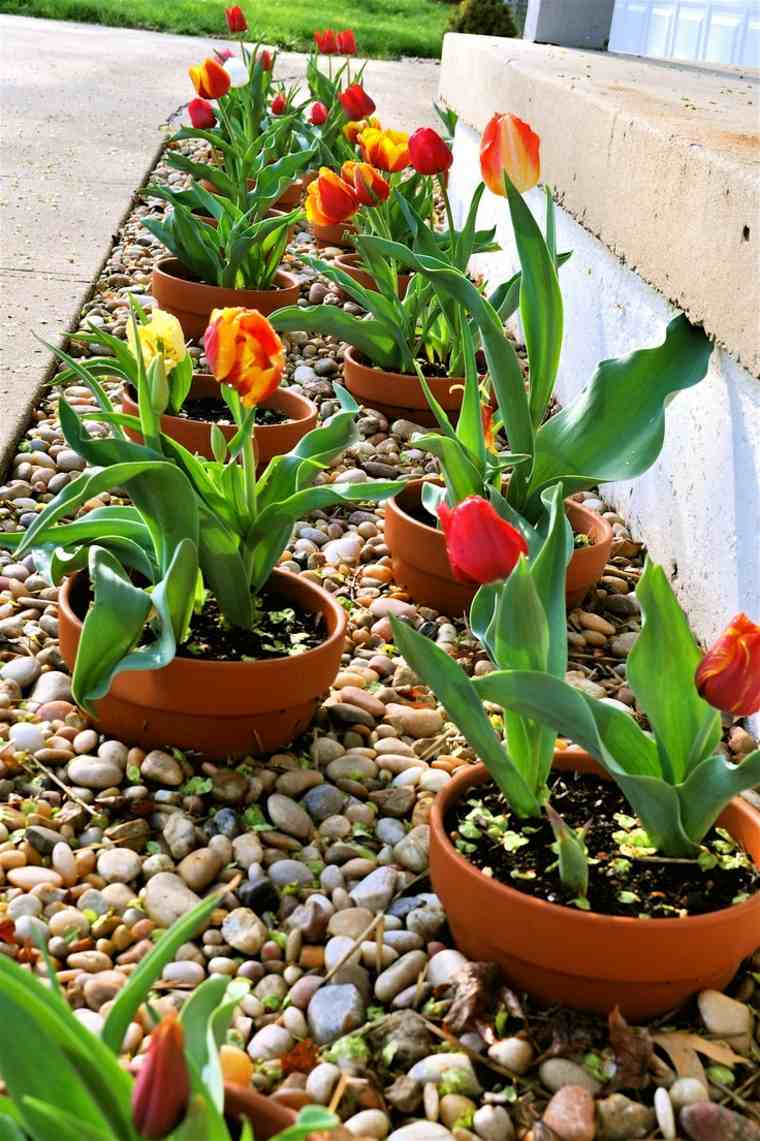 conseils jardinage tulipes idee