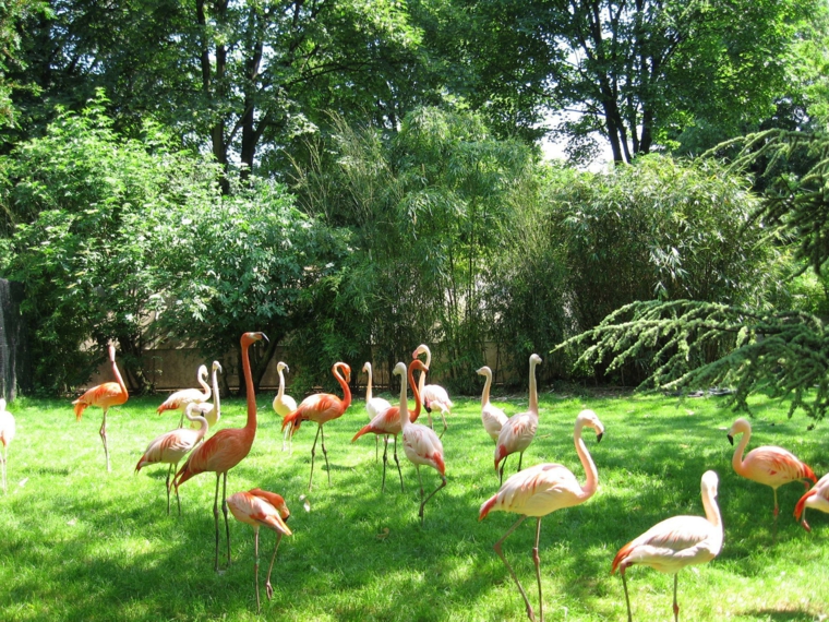 jardin des plantes animaux oiseaux flamants