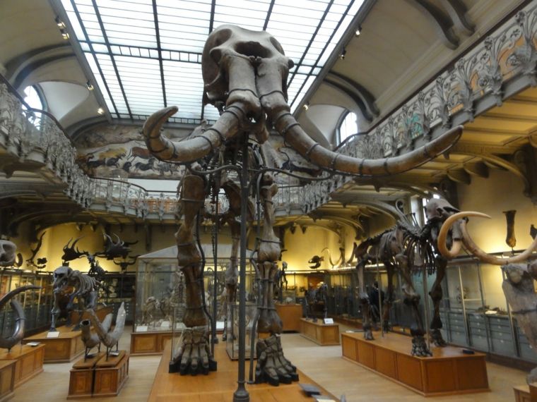 paléontologie paris visite galerie jardins plantes 