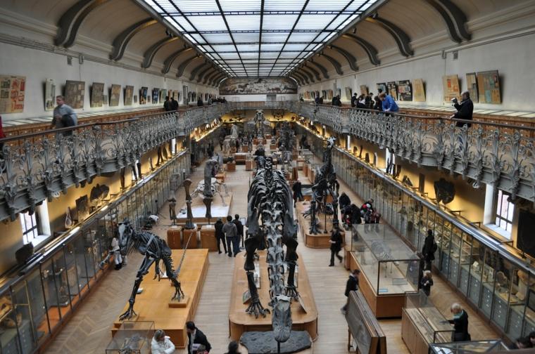 galeries de paléontologies visite galeries enfants botanique anatomie