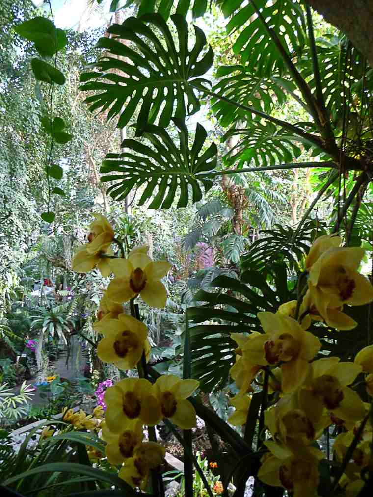 exposition orchidées paris jardin plantes paris