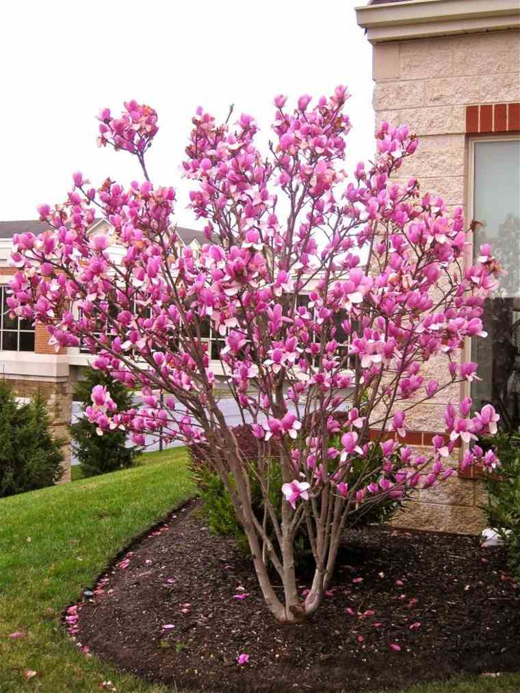 jardinier lune calendrier arbre fleuri idée magnolia fleurs 