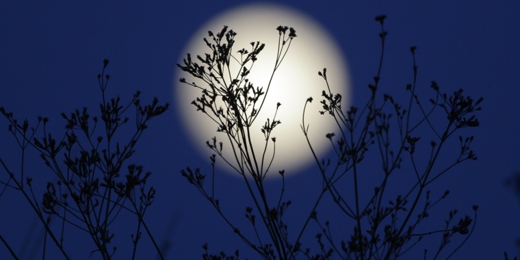jardinier avec la lune idée plante lune croissante 