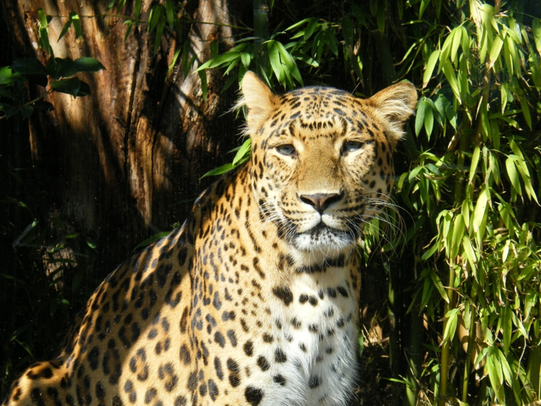léopard ménagerie paris visite parc zoologique botanique 