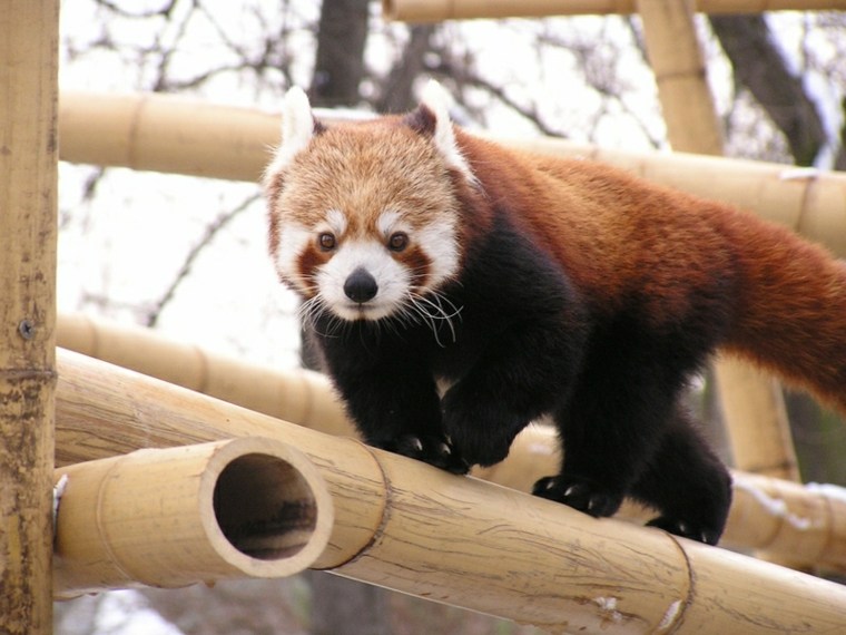 ménagerie paris animaux visite panda roux