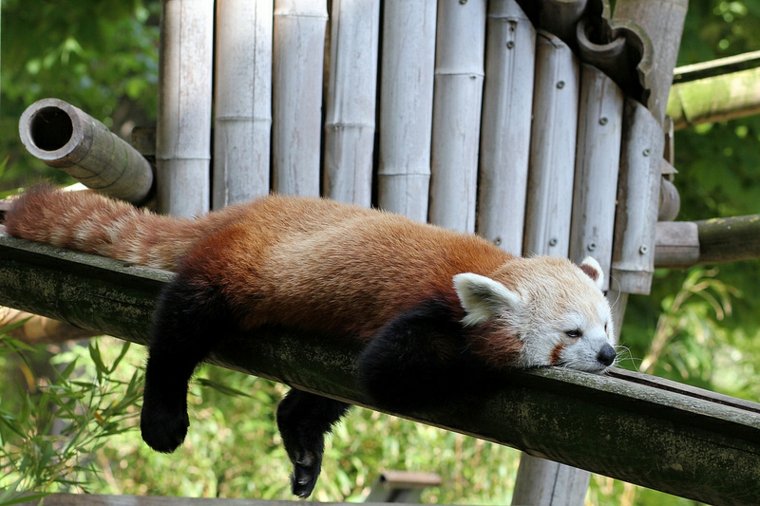 panda roux paris visite zoo jardin des plantes visite