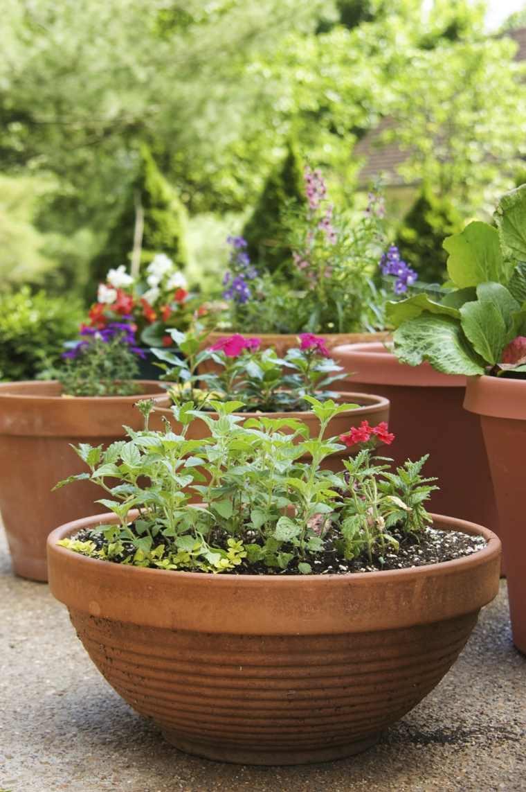 pots plantes jardinage conseils