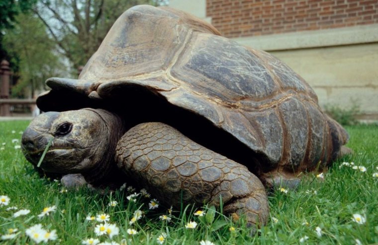 tortue ménagerie paris zoologique musée visite plantes jardin