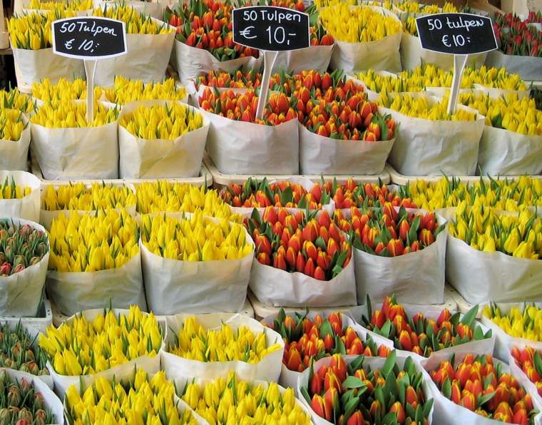 offrir fleurs idée tulipes amsterdam magasins de fleurs
