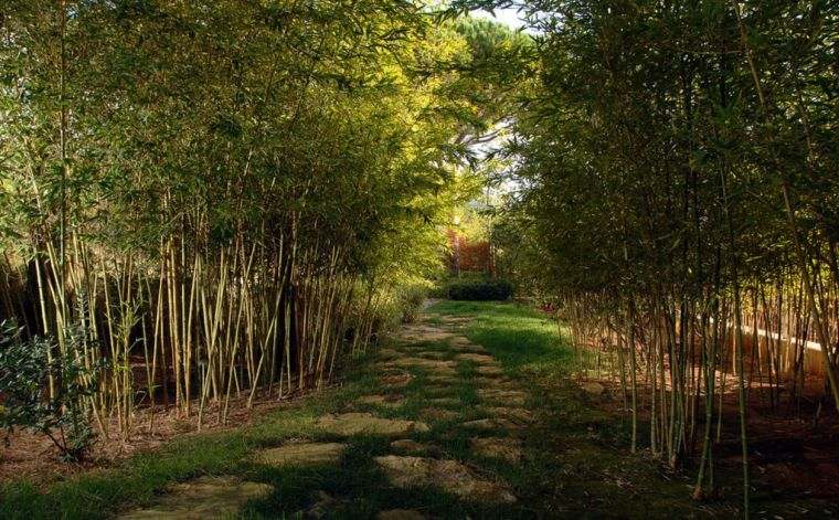 bambou jardin deco exterieure