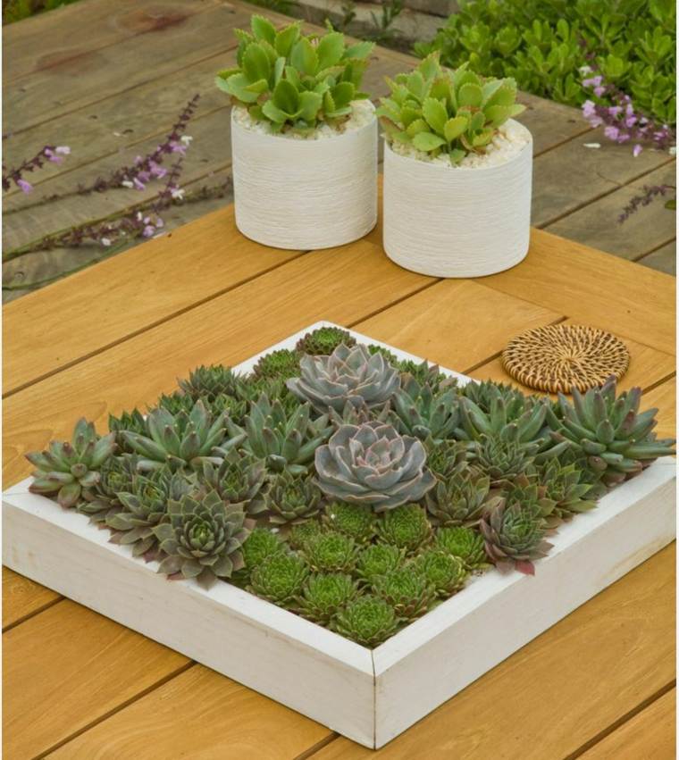 succulents pot de plante grasse decoration table