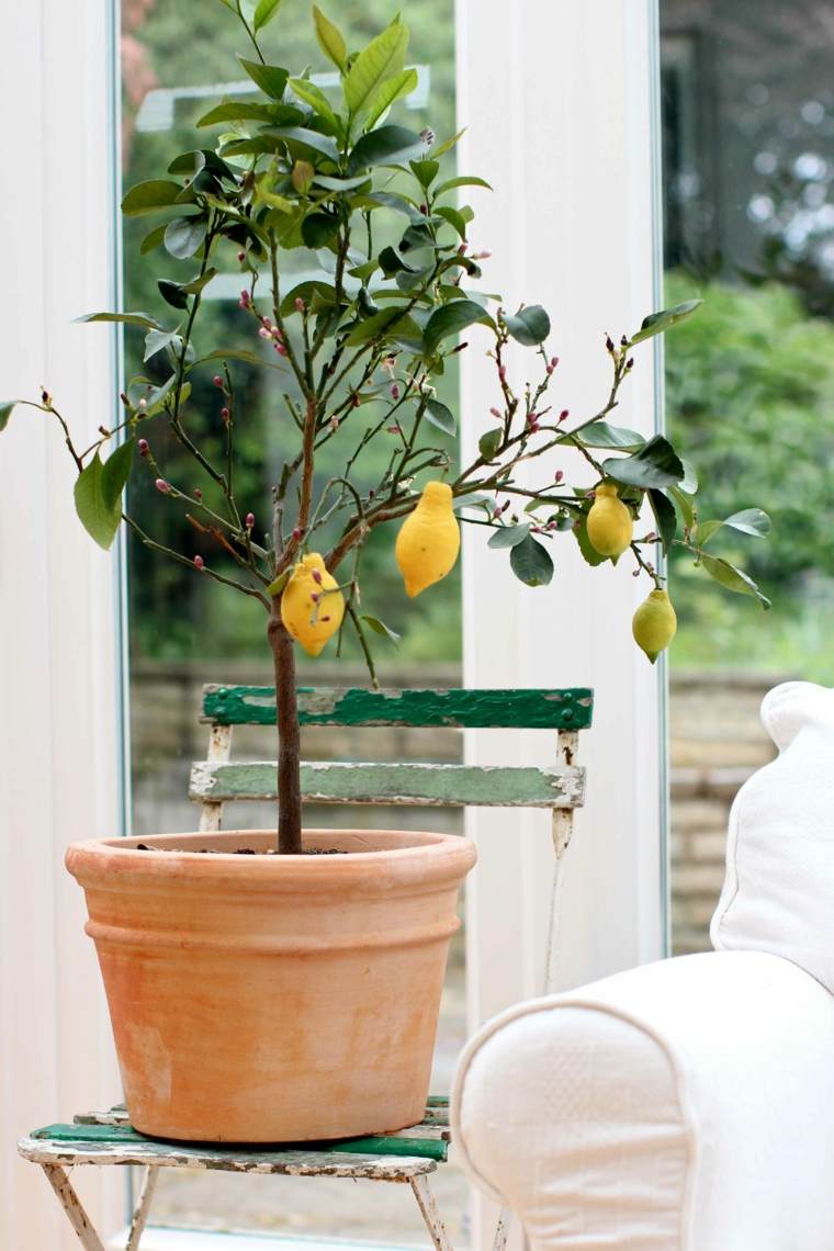 véranda decoration plantes citron