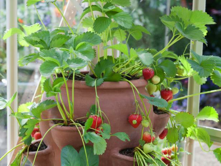 fraisier en pot jardin potager balcon
