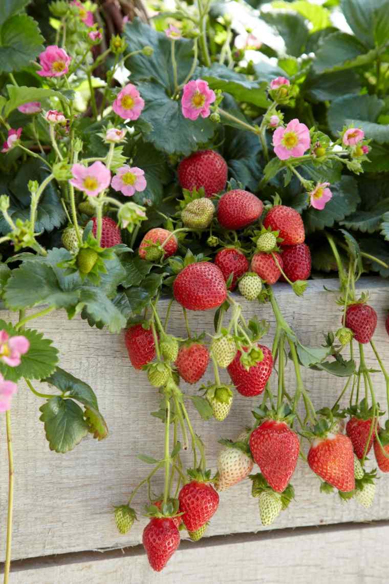 entretien fraisier en pot plantes exterieur