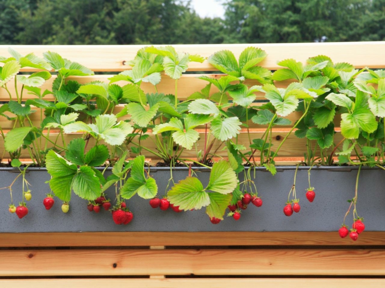 fraisier en pot terrasse jardiniere jardin
