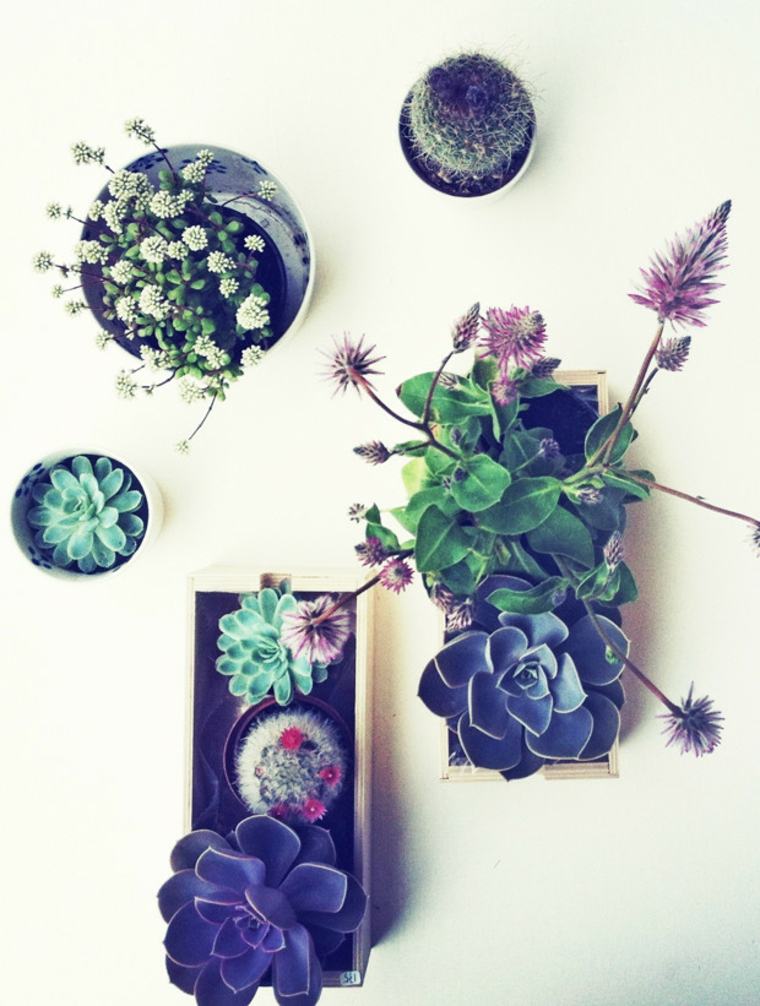 plantes succulentes accrochees au mur