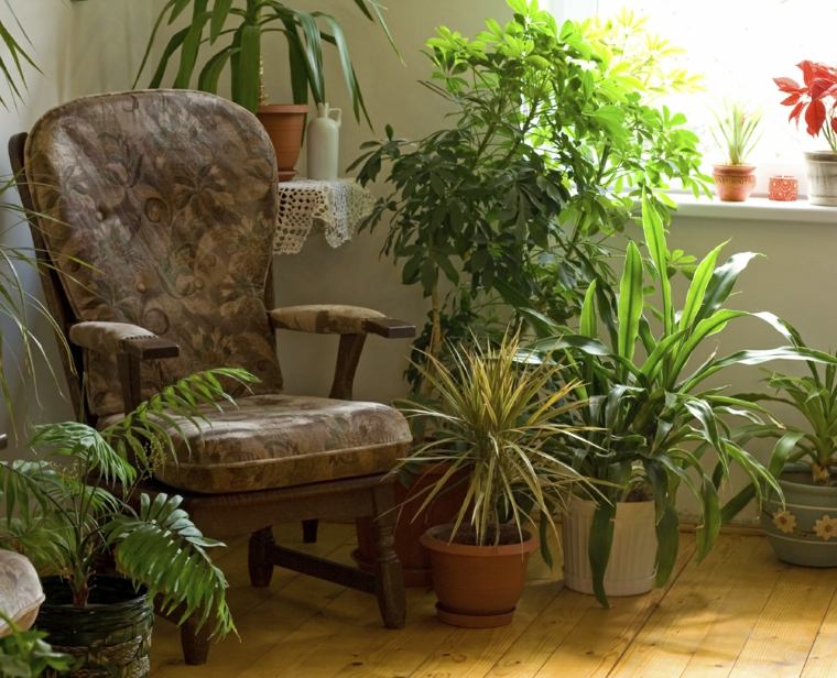 fauteuil entoure de plantes d'interieur