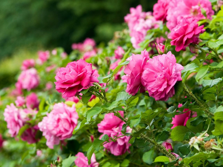 idée de jardin haie plantes roses