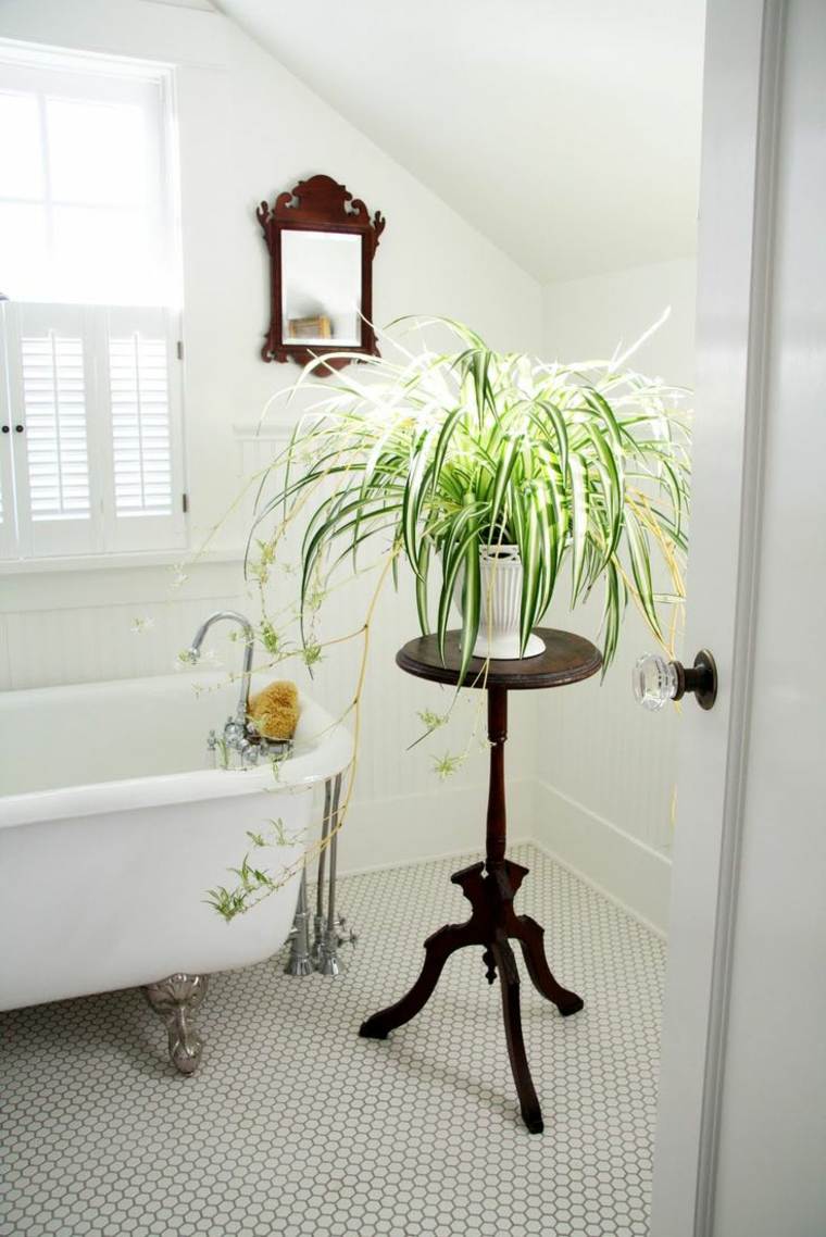 plante d'intérieur dans salle de bain