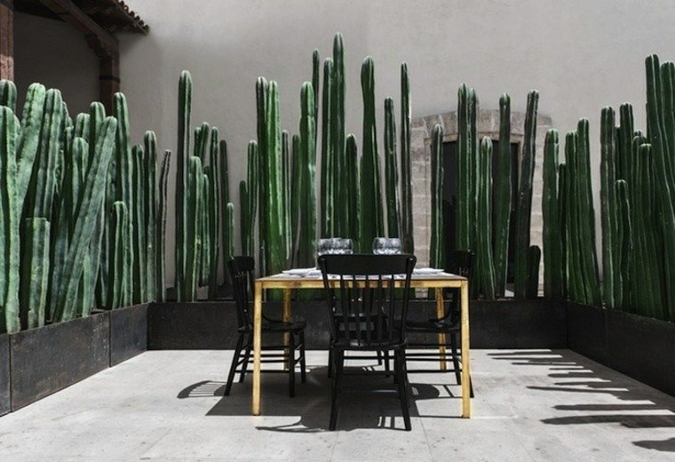 cloison en cactus au Mexique