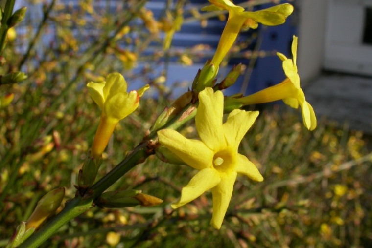 jasmin d'hiver jaune aromatique arbuste idée jardin