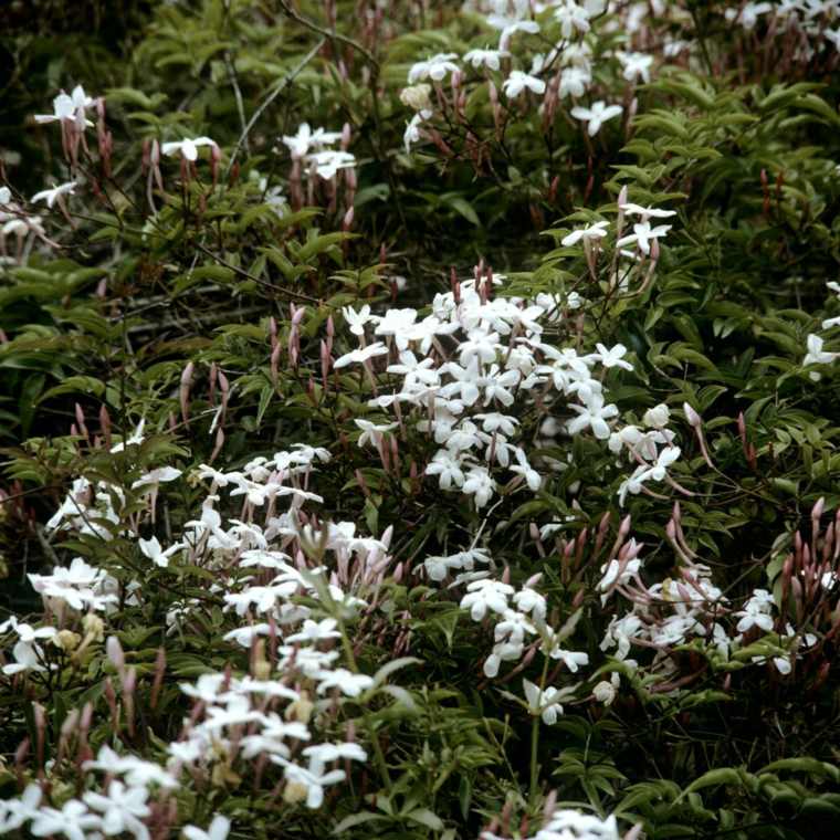 plante ombre jasmin d'hiver blanche arbuste fleuri