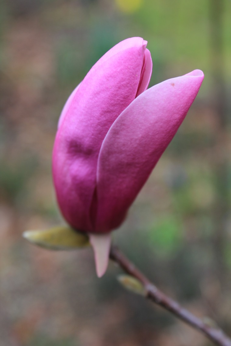 plantes ombre fleur cour ombre magnolia