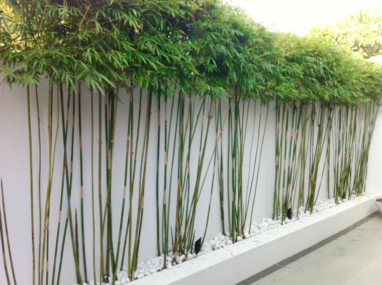 brise vue terrasse bambou plante jardin