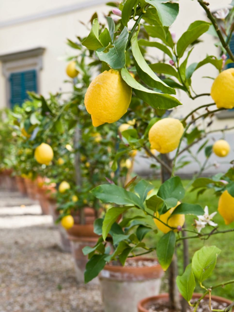 décoratoon extérieure jardin idée citrons pots leurs
