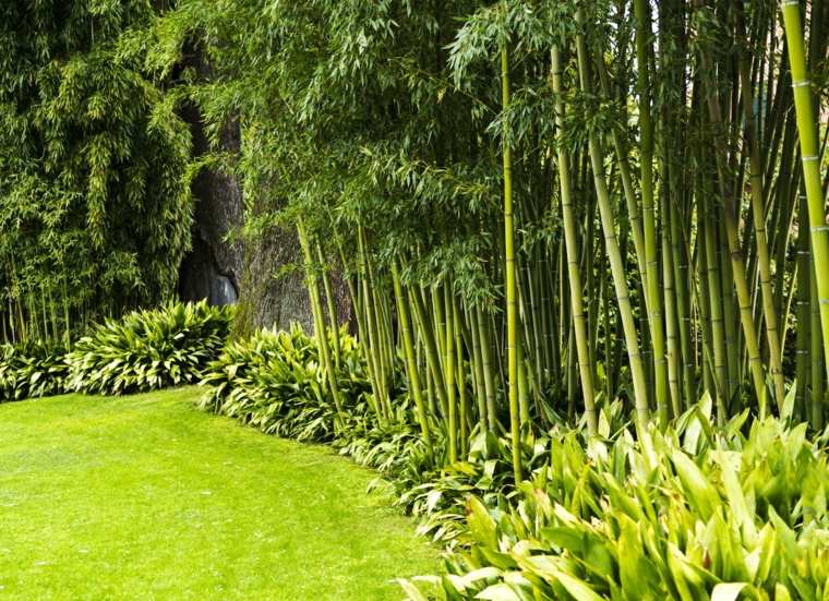 brise vue haie bambou jardin 