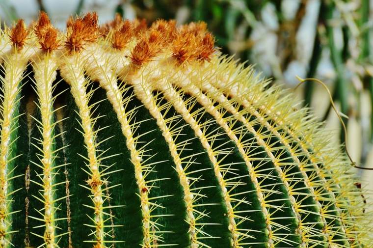plantes grasses extérieur grand cactus jardin